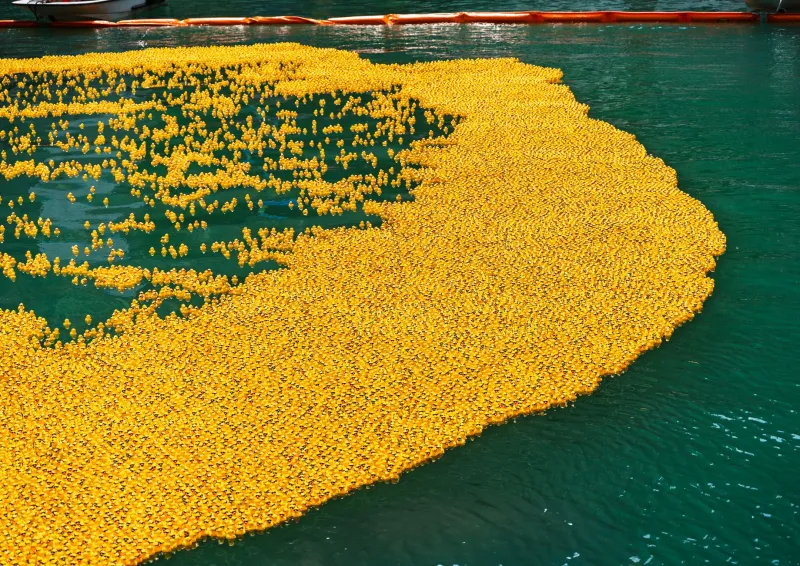 Quack Attack: Inside the Wild, Surprisingly Competitive World of Rubber Duck Racing