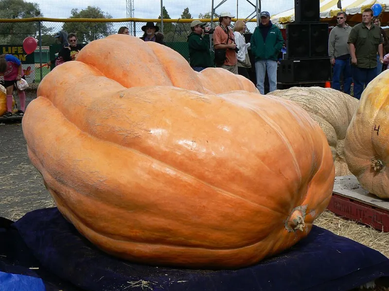 Secret Seeds and Midnight Fences: The Quiet War Over Giant Pumpkins